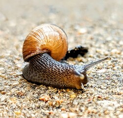 Snail