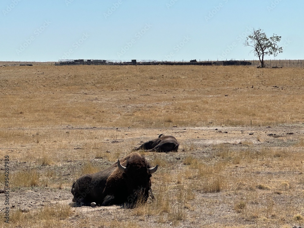 Wall mural wildebeest in serengeti national park serengeti country