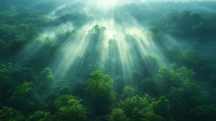 Sunlight Through Foggy Forest Canopy