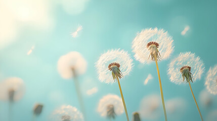 White dandelions with seeds blowing in the wind, blue sky background.