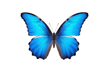 Obraz premium Black, white, red butterfly wings spread open. Suitable for nature, beauty, art, insect related designs, and vibrant creative projects