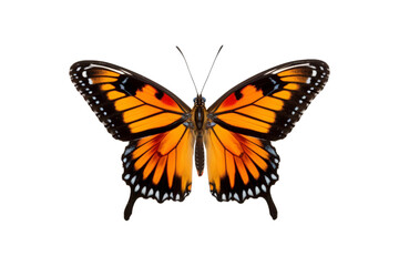 Obraz premium Black, white, red butterfly wings spread open. Suitable for nature, beauty, art, insect related designs, and vibrant creative projects