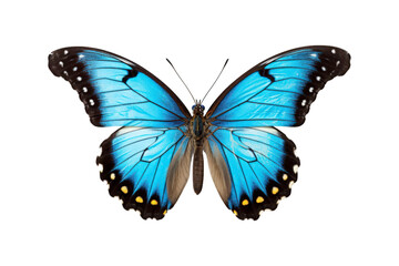 Black, white, red butterfly wings spread open. Suitable for nature, beauty, art, insect related designs, and vibrant creative projects