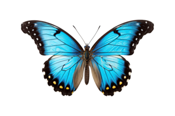 Black, white, red butterfly wings spread open. Suitable for nature, beauty, art, insect related designs, and vibrant creative projects