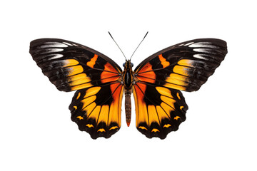 Naklejka premium Black, white, red butterfly wings spread open. Suitable for nature, beauty, art, insect related designs, and vibrant creative projects