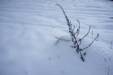 plant poking out hard snow on the backyard in winter