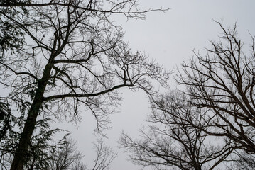 black and white silhouettes of bare trees over grey sky in winter