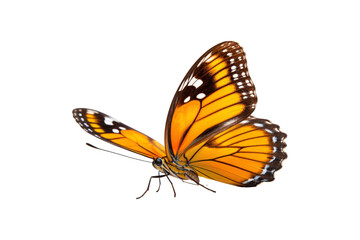 Black, white, red butterfly wings spread open. Suitable for nature, beauty, art, insect related designs, and vibrant creative projects