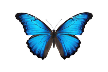 Obraz premium Black, white, red butterfly wings spread open. Suitable for nature, beauty, art, insect related designs, and vibrant creative projects