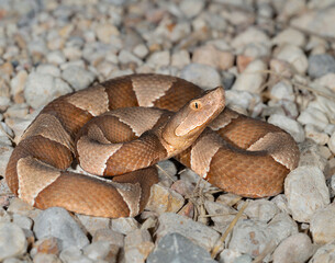 Broad-banded copperhead (Agkistrodon laticinctus) on the country road, Bastrop County, Texas, USA.
