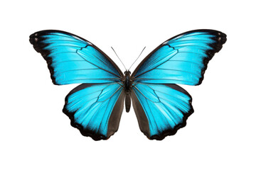 Obraz premium Black, white, red butterfly wings spread open. Suitable for nature, beauty, art, insect related designs, and vibrant creative projects