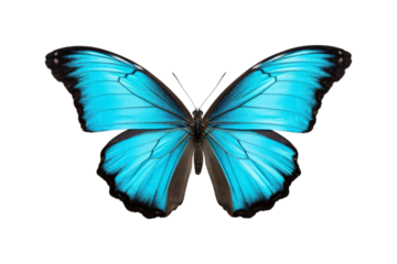 Black, white, red butterfly wings spread open. Suitable for nature, beauty, art, insect related designs, and vibrant creative projects