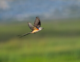 The scissor tailed flycatcher (Tyrannus forficatus) flying over  wetland, Texas