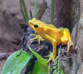 Panamanian golden frog (Atelopus zeteki) on the tree roots