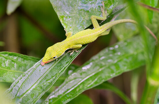 Carolina green anole (Anolis carolinensis)  is drinking water drops on leaves, close up