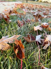 First Frost