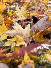 Fallen Leaves