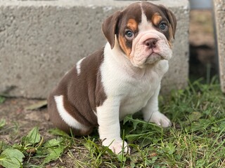 English bulldog puppy