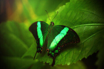 Green and Black Swallowtail Butterfly on Leaf