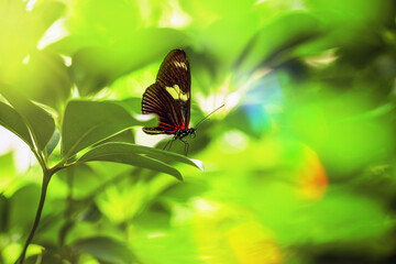Black and Red Butterfly on a Leaf