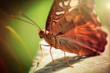 butterfly on a leaf