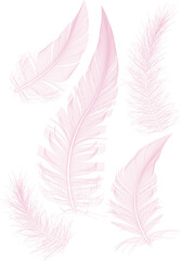 Pink Fluffy twirled feather set, isolated Goose feathers realistic style, vector  © idris