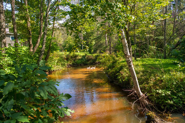 Obraz premium river in the woods