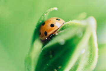 Macro Shot of Ladybug on Leaves