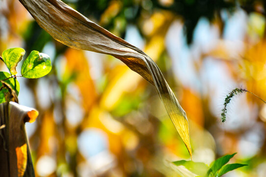 dred corn leaf in sunlight
