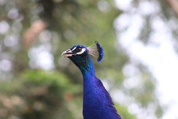 Obraz premium portrait of a peacock