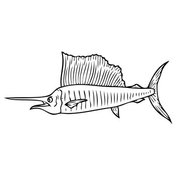 recommend clip art: sailfish sketch vector illustration