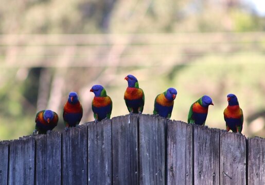 Multiple birds on fence