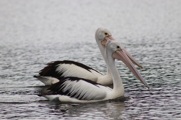 Two pelicans together
