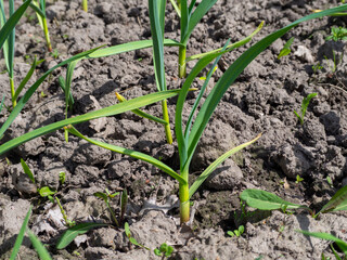 Young green farm winter garlic. Young green garlic grows on a vegetable garden. Spring in the garden  