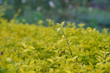 Flower garden with various types of beautiful flowers