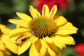 Close up of yellow flower