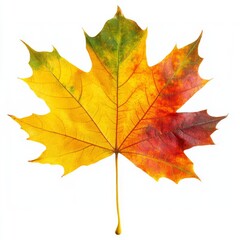 Obraz premium Autumn's Palette: Vibrant Maple Leaf on White 