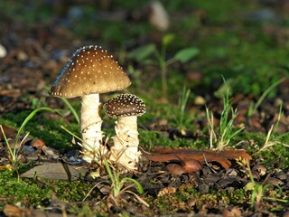 Tokyo, Japan - September 2, 2024: Closeup of panther cap or false blusher or Amanita pantherina
