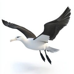 Albatross In Flight.