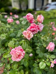 Speckled rose 