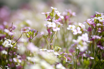 Fototapeta premium field of flowers