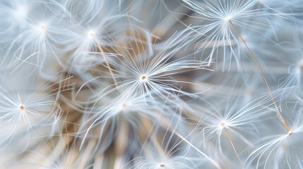 Naklejka premium Dandelion wallpaper