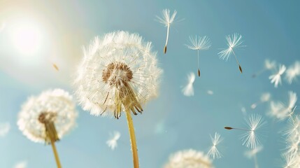 Obraz premium Dandelion wallpaper