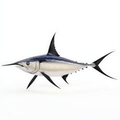 Fototapeta premium Sailfish Isolated on White Background.