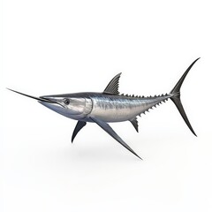 Obraz premium Sailfish Isolated on White Background.