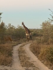 giraffe in the savannah