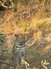 leopard in the tree