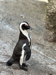 penguin on the beach