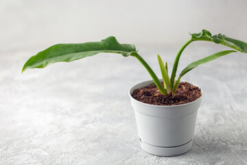 Young philodendron plant with long leaves in a pot on a light background. Home garden concept