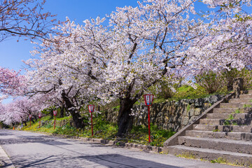 Obraz premium 日本さくら名所100選 北海道松前町 松前公園の桜